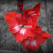 Flower_12_card