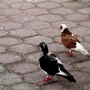 Img_3374__small__card