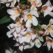 Picture_489_card