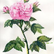 Img375_card