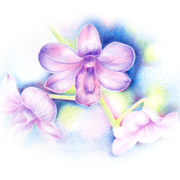 Or1_card