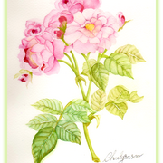 Rara2_card