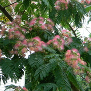 Backyardbeauty1_card