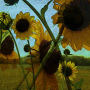 Summerbloomsbright_card