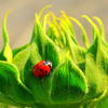 Dsc_3008_lady_bug_7_thumb