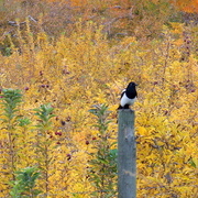 201_3690_magpie_card
