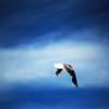 The_seagul_who_wants_to_be_a_vulture_thumb