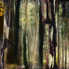 Woodcut_forest_thumb