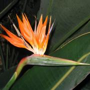 Birdofparadise_card