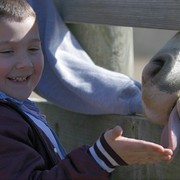 Horse_card