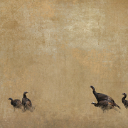 Wild_turkey_card