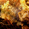 Golden_garden_slumbers_thumb