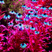 Flower13_card
