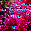 Flower13_thumb
