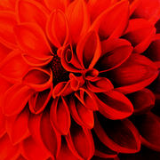 Simple_fiore_card