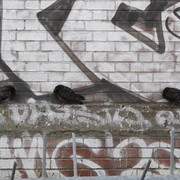 Birds_grafitti_london_card
