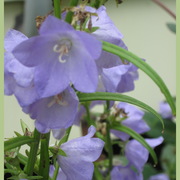 Img_2877_border_sage_green_card