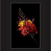 Renderer-12_card