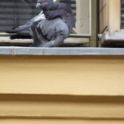 Twisted_pigeon_card