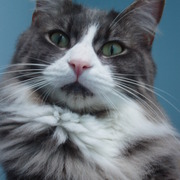 Sox_and_tigger_020_card