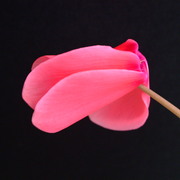 New_pics_011_card