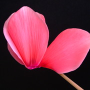 New_pics_013_card