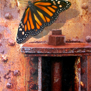 Butterfly_1_card