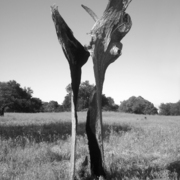 Woodsculpturebw_card