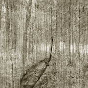 Concreteforestleaf_card