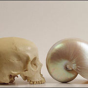 Emptyshells_sm_card
