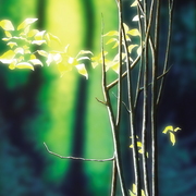 Woodland_interior_card