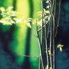 Woodland_interior_thumb