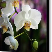 White-orchids-glennis-siverson_card