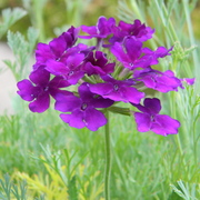 Unknownflower1_card