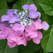 Hydrangea_card