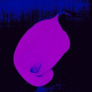 The_pink_jarro_card