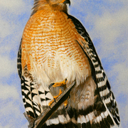 Red-shouldered-hawk_card