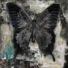 Black_butterfly_thumb