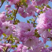 Spring_blossoms_2008_c_sharp_card