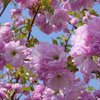 Spring_blossoms_2008_c_sharp_thumb