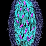 Fertilization_card