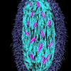 Fertilization_thumb