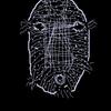 Fishy_thumb