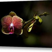 Leu-gardens-orchid-glennis-siverson_card