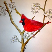 Red_cardinal_for_framing_card