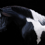 Gypsy-vanner2_card