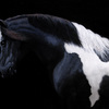 Gypsy-vanner2_thumb
