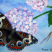 Imgp1373_card