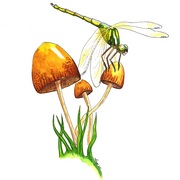 Dragonfly_print_card