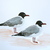 Dsc00437_tiny_square